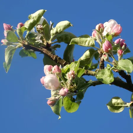 Tatil Evi De Charme Les Petits Matins Bleus Sainte-Marguerite-de-Viette
